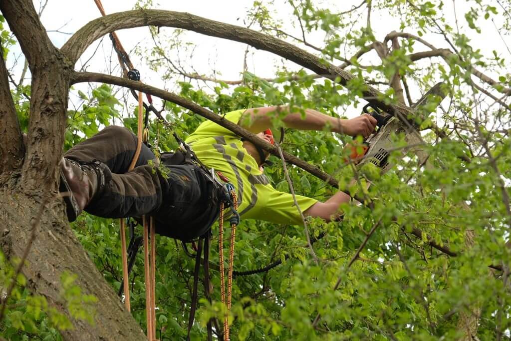 tree surgeon hanging on rig in a large tree