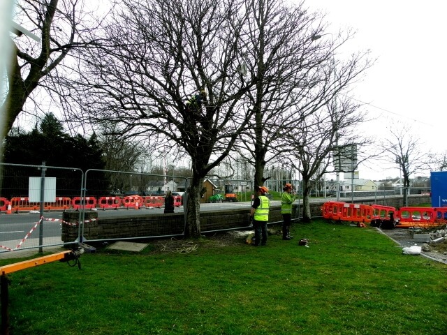 emergency crew assessing a broken damaged tree