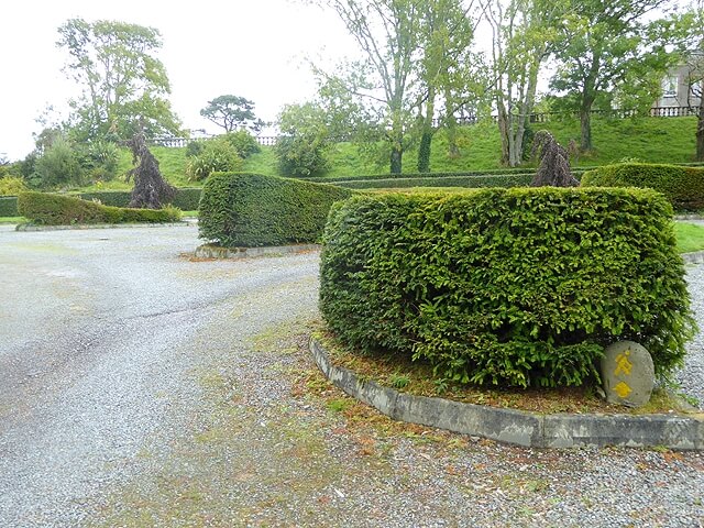 curved hedge design for local council Letterkenny