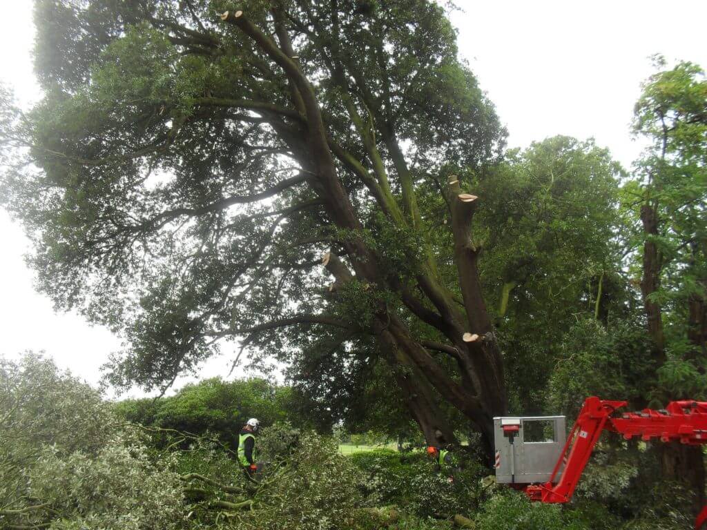 tree surgery equipment removing tree safely