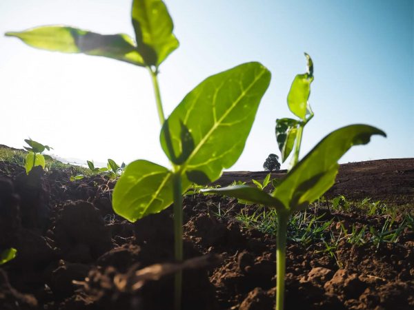 small seedlings growing in farmers field Letterkenny